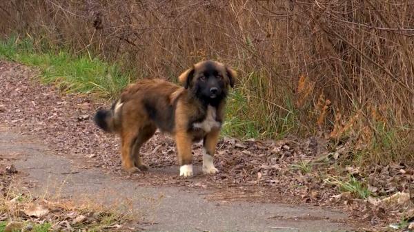 Revelionul, un coşmar pentru patrupezi. Unii stăpâni încă îşi caută animalele fugite de acasă, de spaima zgomotelor: "Este o traumă foarte mare"