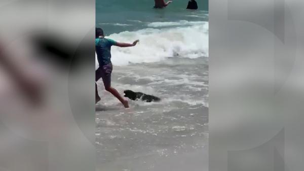 Actriţă de la Hollywood, muşcată de o focă pe o plajă din Africa de Sud. Mamiferul a atacat şi un copil