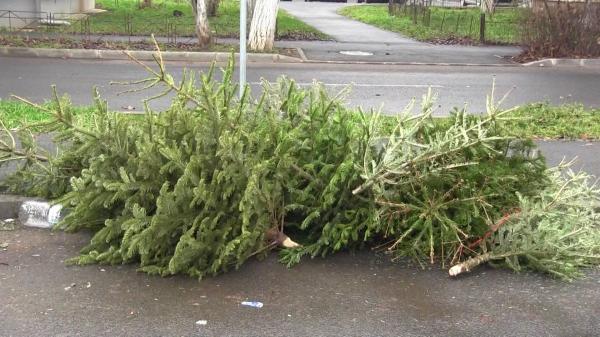 După sărbători, urmează "Apocalipsa brazilor". Cinci variante prin care arborii pot să redevină utili pentru oameni