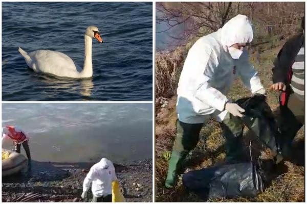 Alertă de gripă aviară H5N1 în România. Primele măsuri după ce 16 păsări au fost găsite moarte în Suceava