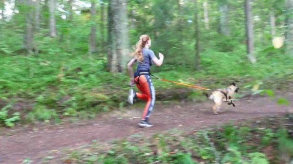 Rasa de câini desemnată drept cea mai inteligentă