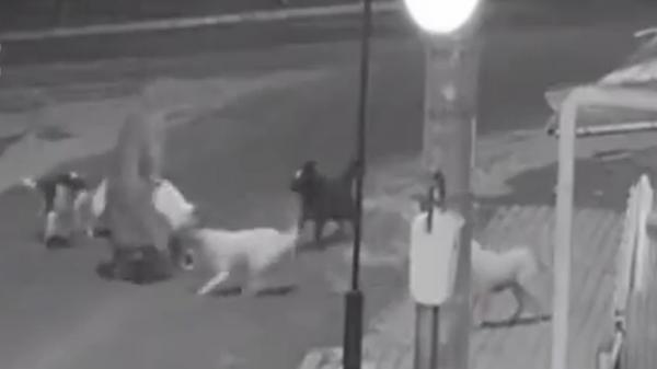 Bătrânică atacată de o haită de câini, în Bârlad. Norocul ei a fost un bărbat, care a alungat patrupedele