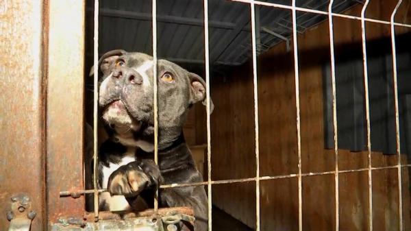 "Era un turnir de lupte între câini". Animalele crescute ca să ucidă, date înapoi proprietarilor