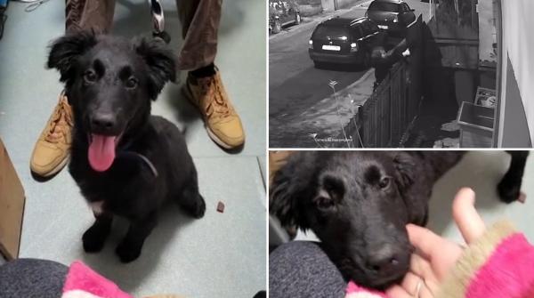 Femeia din Cluj care și-a abandonat cățelul în curtea unei clinici veterinare riscă o amendă uriașă. Poliția face cercetări