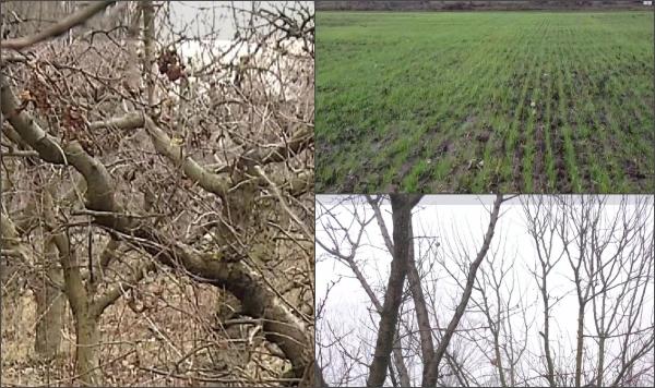 Temperaturile record din luna ianuarie afectează culturile și pomii fructiferi. Agricultorii se așteaptă deja la pagube: "Zăpada aduce un aport de azot natural"