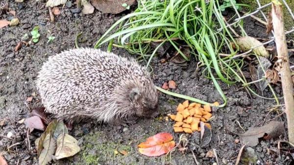 Arici devenit vedetă pe Internet, datorită unui mureşean. Videoul în care mănâncă grăunţe a ajuns viral