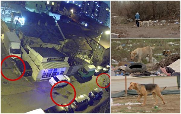Tragedia Anei Oros se poate repeta oricând în Bucureşti. Zonele din Capitală, unde câinii abandonaţi fac legea
