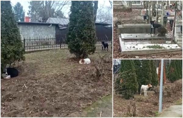 Scene uluitoare la capela unde a fost depus trupul Anei, tânăra ucisă de câini în parcul Lacul Morii