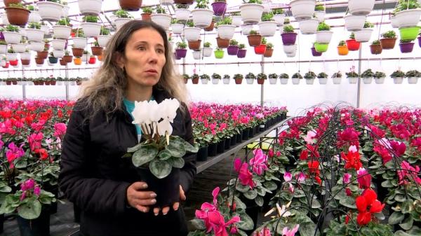 Cât costă florile de Valentine's Day şi 1 Martie în 2023. "Vin să ia d-alea româneşti, nu aduse de dincolo"