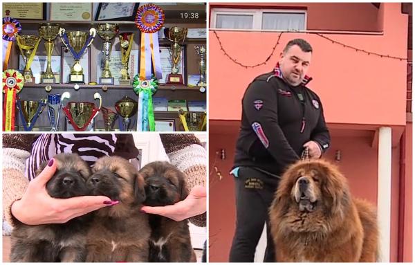 Cel mai frumos Mastiff Tibetan din lume, vedeta unei familii din Mureş, a devenit tătic. Primele imagini cu puii