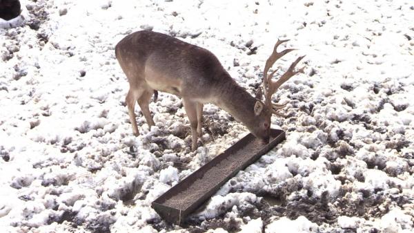 Dietă de iarnă şi tratament preferenţial pentru exemplarele exotice. Animalele de la Grădina Zoo din Bucov sunt protejate de temperaturile scăzute