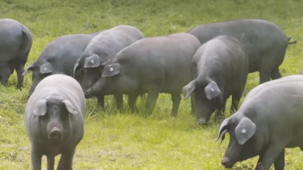 Delicatesa care ar putea ajunge la 100 euro/kg din cauza crizei climatice. Producţia a scăzut deja cu 20%