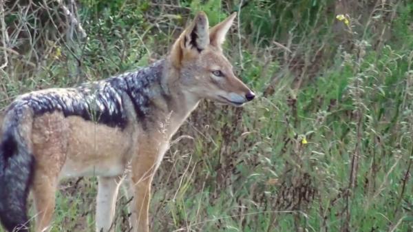 Începe vânarea a 300 de exemplare din Delta Dunării: nu au prădător natural şi au făcut prăpăd în zonă