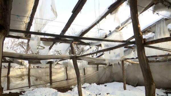 Sute de hectare de solarii distruse de zăpadă. De ce nu îi poate ajuta statul pe legumicultorii din Matca