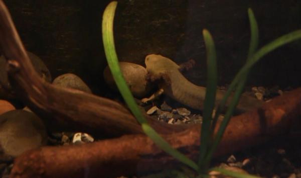 Noua vedetă a unei grădini zoo din Mexic este axolotul, care își poate reface organele la nivel celular, indiferent de câte ori ar fi tăiate