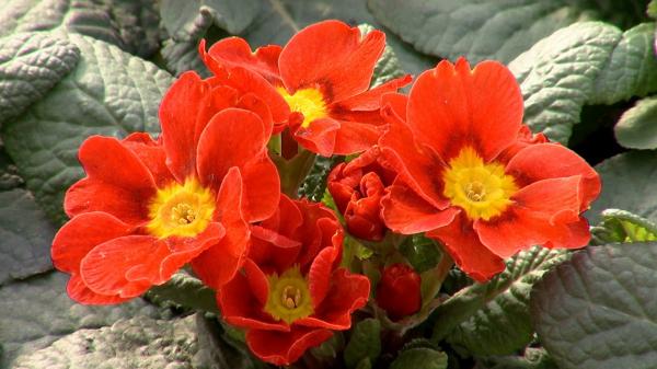 Cât de mult se scumpesc florile în luna iubirii. Producătorii se plâng că fac faţă cu greu avalanşei de cheltuieli