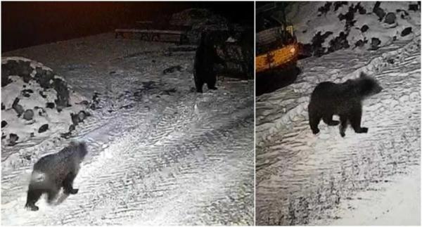 Trei urşi au escaladat gardul Grădinii Zoologice din Târgu Mureş şi au căutat în gunoaie. Au fost surprinşi de camerele de supraveghere