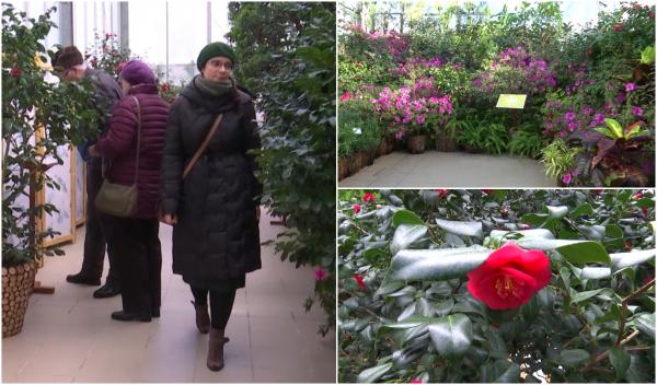 ''Ne încarcă sufletul de energie!'' Serele Grădinii Botanice din Iaşi, terapie pură. Expoziția de plante exotice a devenit atracția principală