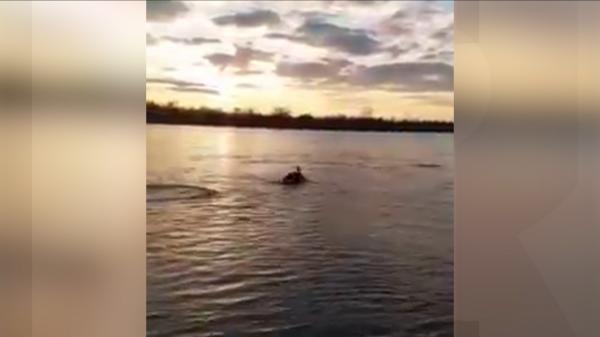 Imagini virale pe Dunăre: delfinii au migrat din Marea Neagră pe braţul Sfântul Gheorghe. Posibilele explicaţii