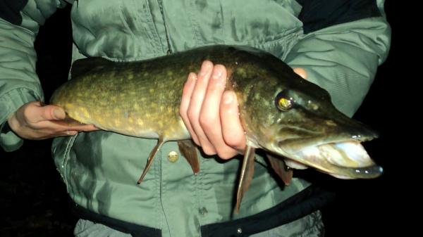 Ştiuca din Delta Dunării, în pericol din cauza braconierilor. Autoritățile vor să prelungească perioada de prohibiție pentru a salva specia