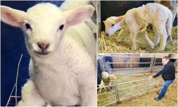 Mielul cu 6 picioare există. Dolly a venit pe lume la o fermă din landul german Saxonia: ''A vrut să trăiască''