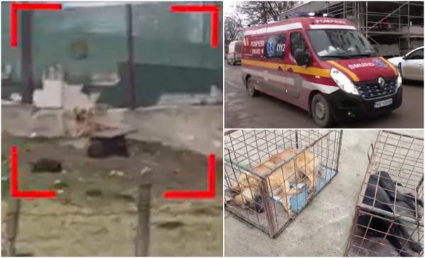 Filmul atacului sângeros din Botoşani în care un copil de 10 ani a fost sfâşiat de câini sub ochii mamei. Poliţiştii au găsit urechea băiatului în şanţ