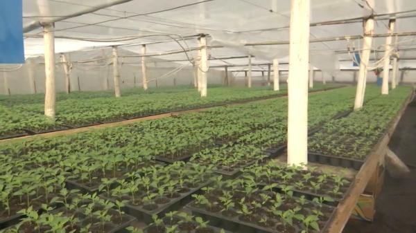 Leguma vândută mai scump decât carnea, bucuria fermierilor care şi-au salvat o parte din recoltele afectate de zăpezi: "E trufanda"