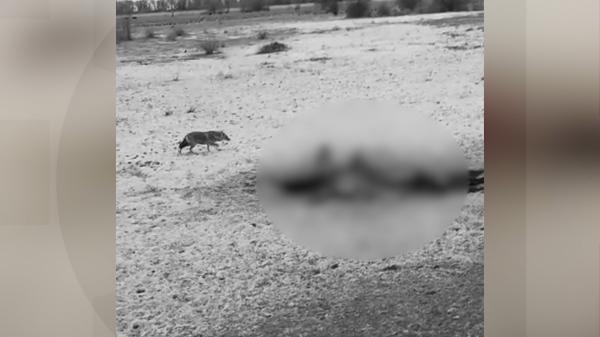 Vită de 500 de kilograme, atacată şi ucisă de o haită de şacali, în Delta Dunării. Localnicii sunt disperaţi