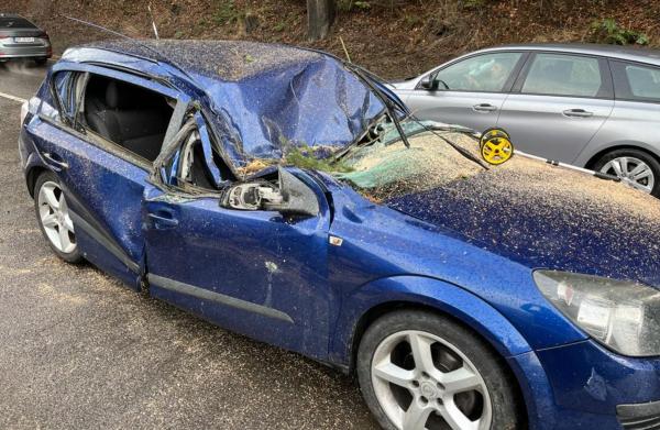 Copac de 10 metri, doborât de vânt peste maşina unor turişti în stare de şoc. Autorităţile insistă că pericolul nu putea fi prevăzut: "Era un brad sănătos"