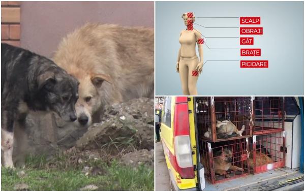 "Am auzit nişte ţipete. Totul s-a întâmplat foarte repede". Filmul atacului maidanezilor din Galați. Femeia sfâșiată de maidanezi ieșise să culeagă urzici