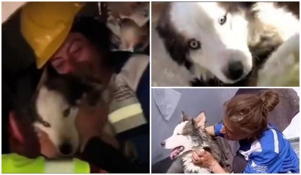 "Este un miracol". Un husky a trăit fără apă și mâncare timp de 23 de zile sub ruine, în Turcia. Câinele n-a mai vrut să plece din brațele salvatorului