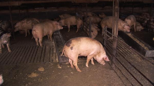 Românii care ar putea primi 200 de euro pentru a-şi cumpăra porci de Crăciun. "Oferta", valabilă timp de 5 ani