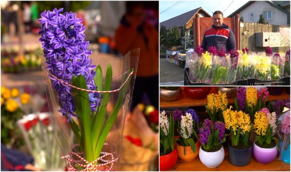 Zambila, floarea preferată de 8 Martie, mai scumpă şi cu 30% faţă de anul trecut. Românii caută culorile noi, precum portocaliu şi galben