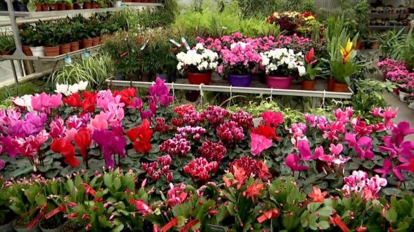 8 Martie, Ziua Internaţională a Femeii. Buchetele cu flori de primăvară asortate, la mare căutare în acest an