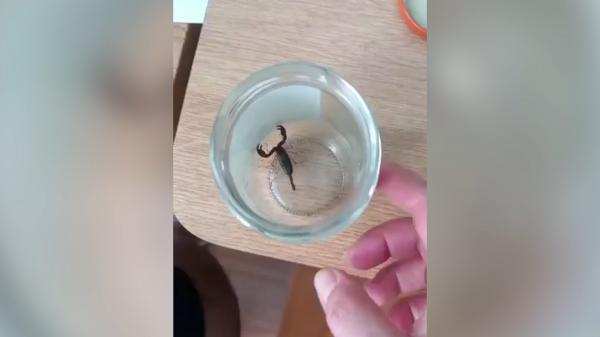 Femeia mușcată de scorpion este în afara oricărui pericol. Ar fi ajuns în locuința ieşencei, ascuns printre bananele cumpărate din Lidl