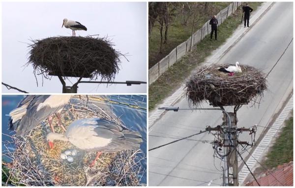 Bărzoiul Peter, primul care vesteşte primăvara într-un sat din Covasna. De 6 ani, revine negreşit la cuibul său, urmat apoi de celelalte păsări