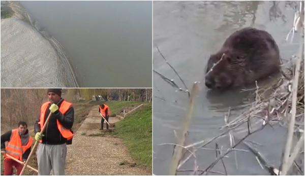 "Dorel" din Arad a distrus "casele" castorilor. Muncitorii angajaţi să adune gunoaiele au tăiat kilometri buni de stufăriş