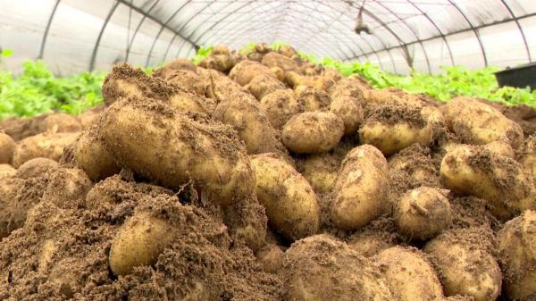 Preţul uriaş cu care se vinde un kg de cartofi noi româneşti