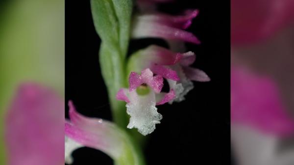 Japonezii au descoperit o nouă specie de floare: ce este "orhideea de sticlă"