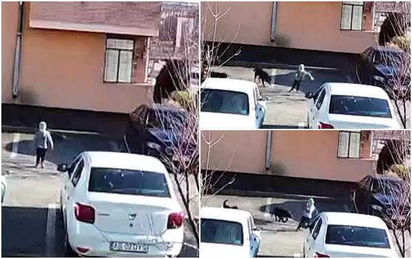 Momentul dramatic când un copil din Argeş este atacat de mai mulţi maidanezi