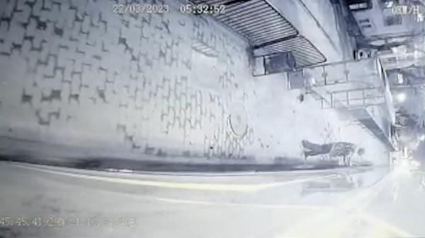 Momentul dramatic în care un bărbat din Timişoara e "agăţat" de tramvai şi tras sub roţi
