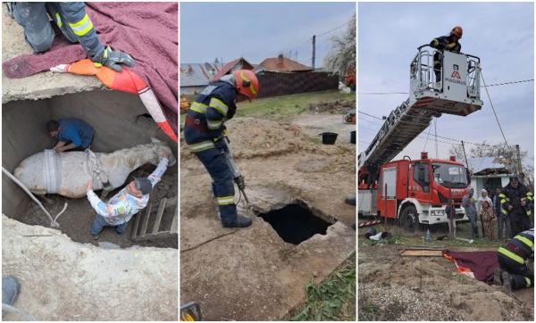 O iapă gestantă s-a prăbușit câțiva metri într-o fosă septică, la Cocorăştii Colţ. Pompierii au spart gura de canal și au scos în siguranță animalul