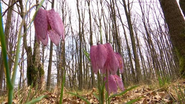 Floarea care înfloreşte o dată pe an, păzită de pădurarii din Gorj. Amenda pentru cei care o rup ajunge la 5.000 de lei: "Sunt de o frumuseţe inestimabilă"