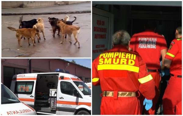 Fetiţa de 3 ani muşcată de faţă de un câine, în Snagov, se juca pe stradă cu animalul. Patrupedul ar avea, de fapt, stăpân
