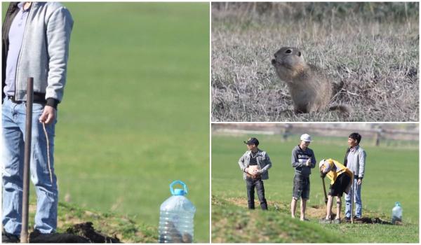 Ce pedeapsă riscă vietnamezii care vânau popândăi pe un câmp de lângă Timişoara. Mamiferele sunt specie protejată în România