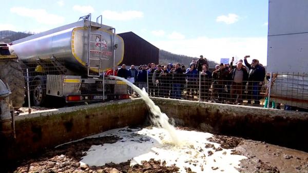 "Ne vine să plângem". Fermierii şi-au vărsat laptele pe câmp supăraţi că românii îl preferă pe cel din import, mai ieftin