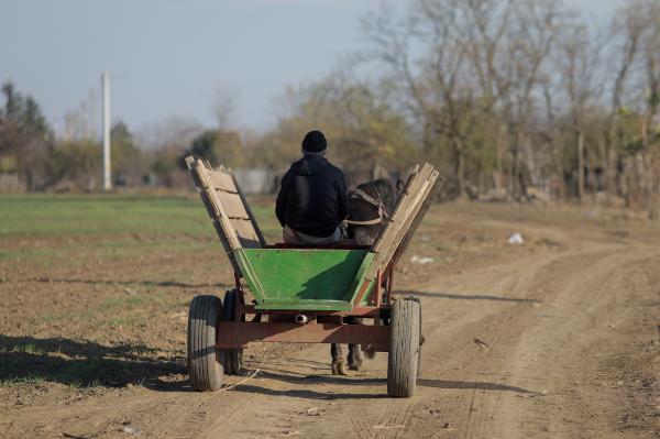 Fiarele care terorizează localităţi întregi din România. Sunt greu de vânat și se înmulţesc necontrolat