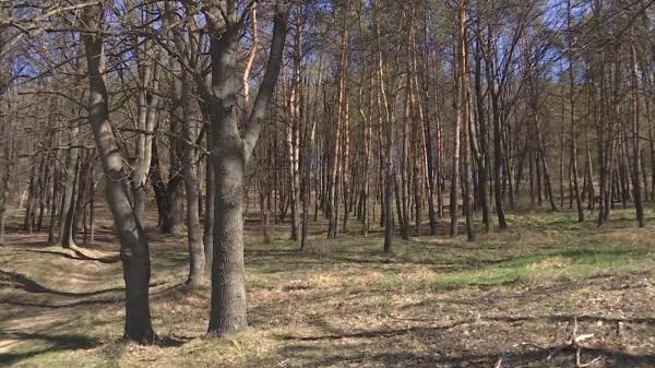 Animalul feroce care terorizează judeţe întregi din România. Atacă în haită şi bagă spaima în localnici