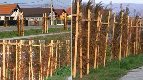 Investiție de aproape jumătate de milion de lei, eșuată. O primărie din Gorj a plantat sute de tuia pe marginea drumului, dar aceștia s-au uscat brusc