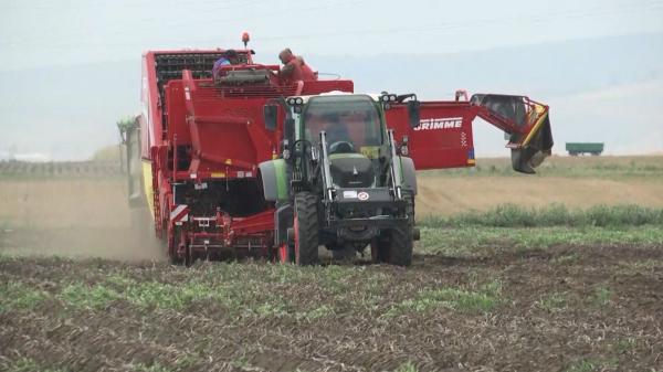 Ministerul Agriculturii anunță subvenții pentru cultivarea cartofilor. Ce condiții trebuie să îndeplinească fermierii